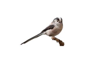Keyword (Long-Tail)